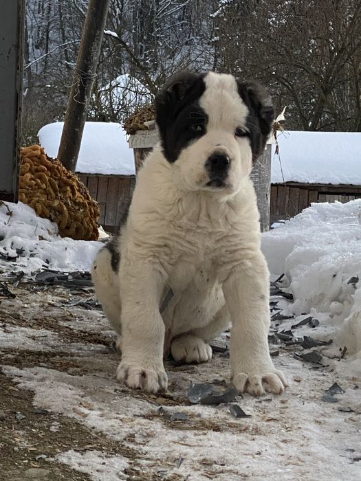 Asia centrala  mascul