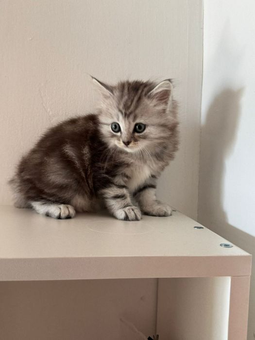 Котенок девочка в добрые руки