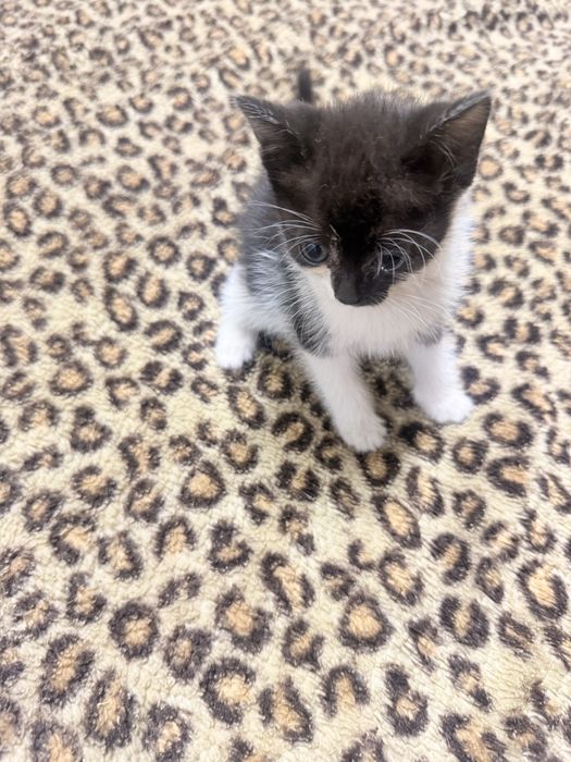 Котята бесплатно Астана