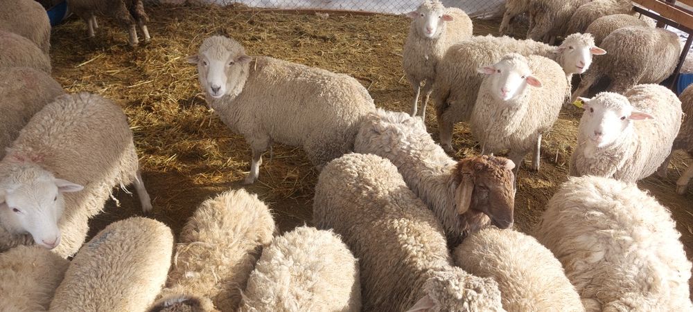 Продам баран домашних