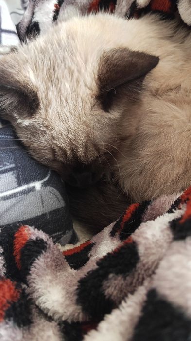 Отдам котёнка девочку в добрые руки