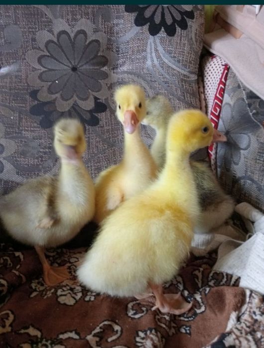 Продаётся гусята двухнедельный