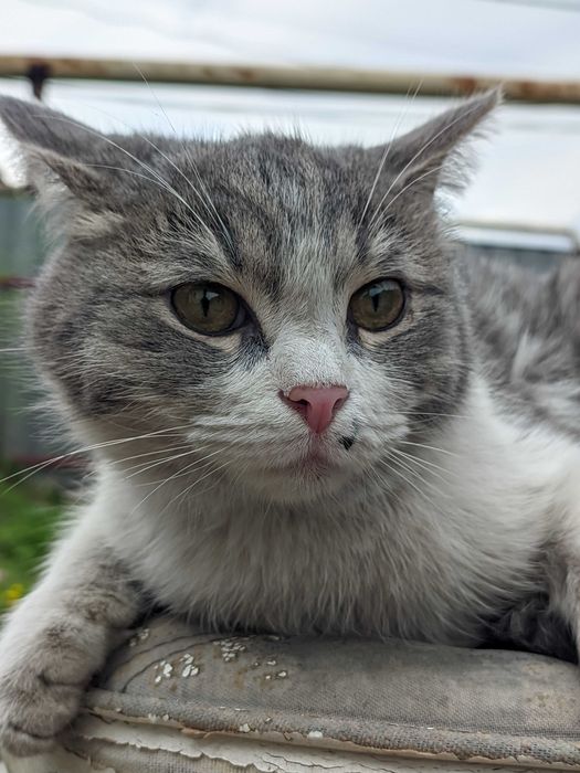 Домашняя короткошерстная кошка