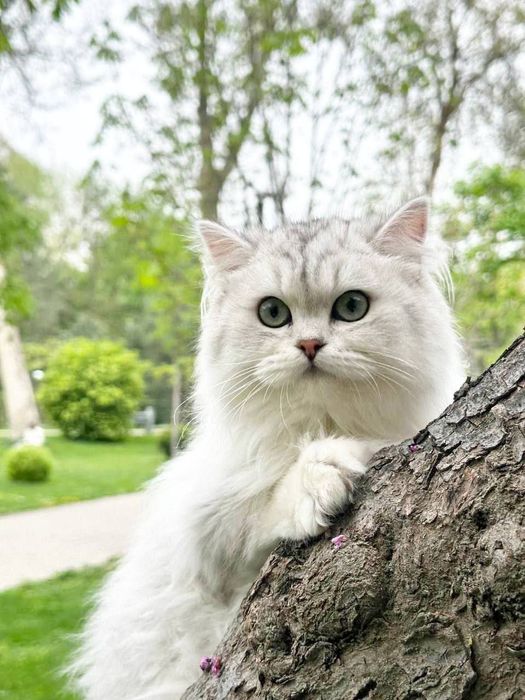 Вязка чистокровный длинношёрстный британец