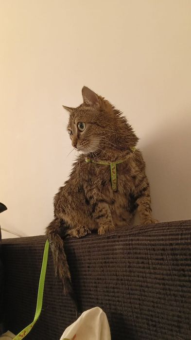 Кошка в добрые руки