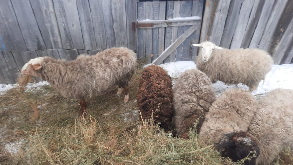 Продам 8 голов бараны