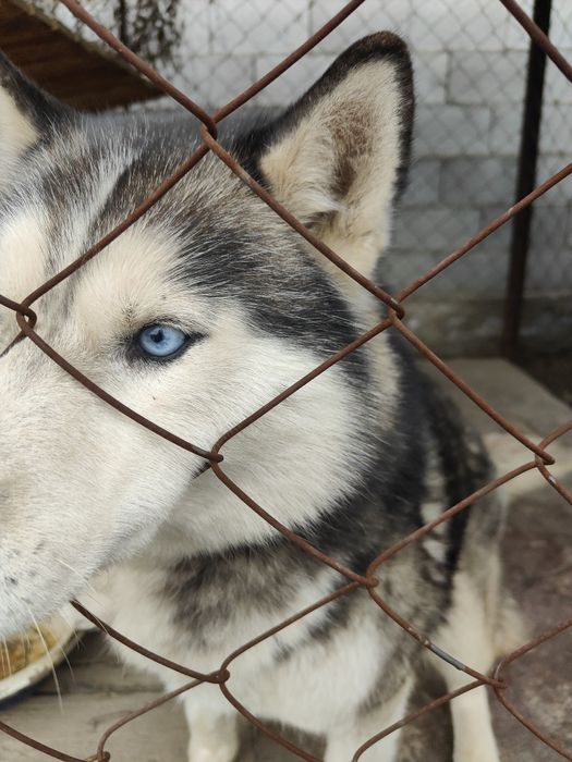 Отдам красавца в хорошие руки