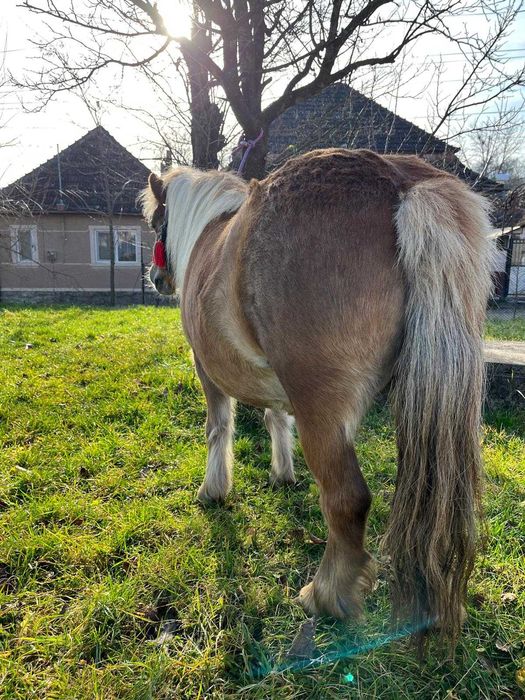 Vând poneiță      .