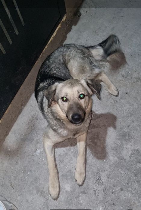 Ника в поисках семьи. Доставлю!