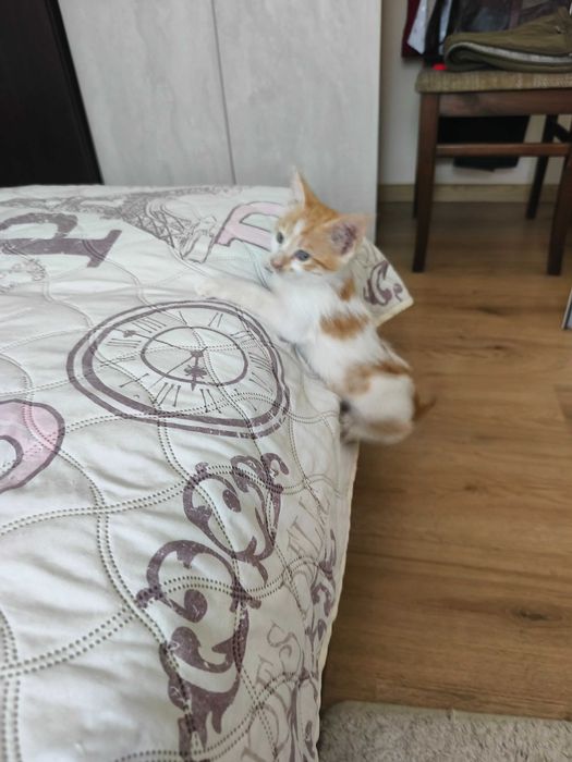 Подаряваме коте