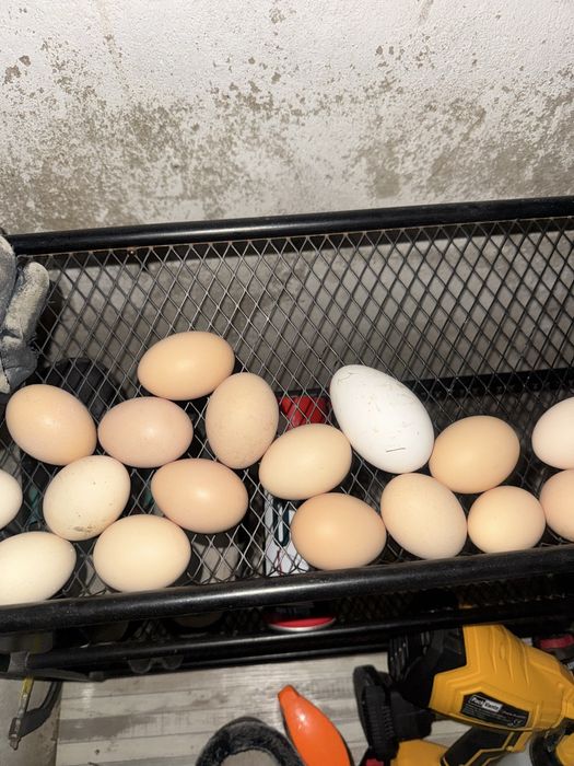 Домашние яйца актау