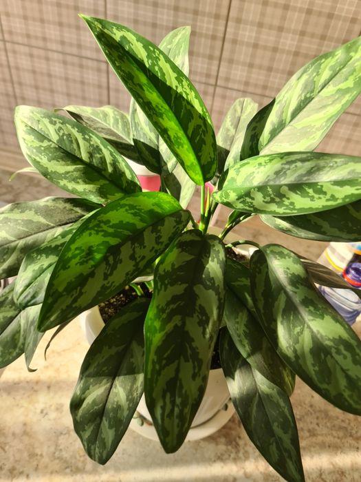 Продаю Комнатные цветы.