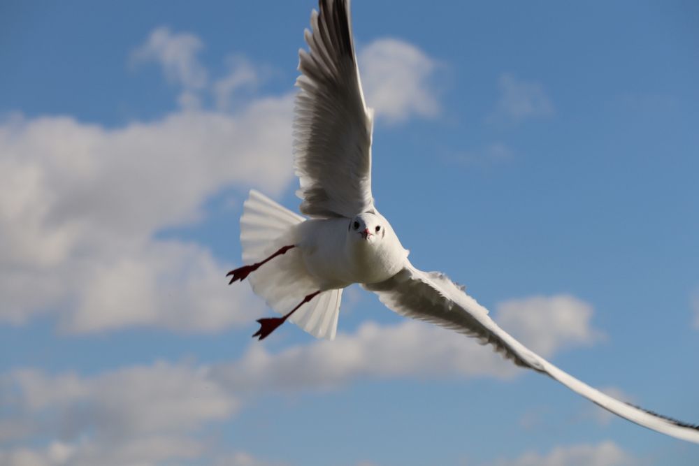 Камера Canon EOS M50 Mark II + 55-200mm