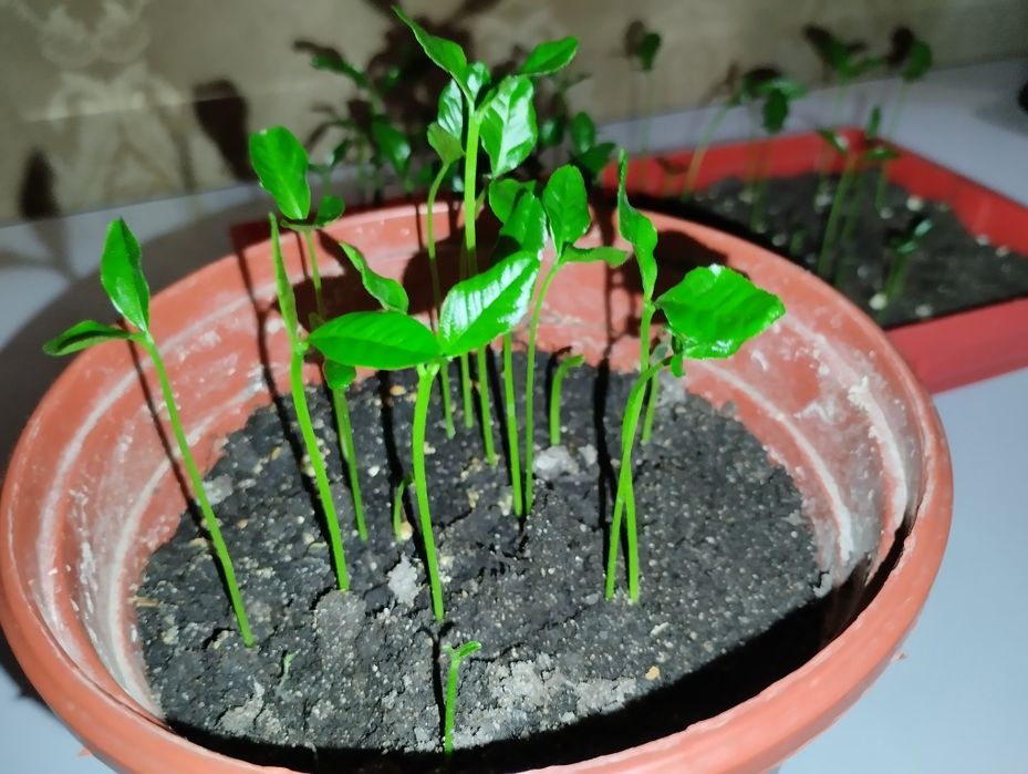 Мандарин из косточки