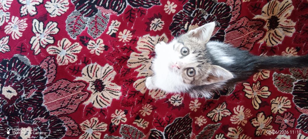 Отдам бесплатно котёнка