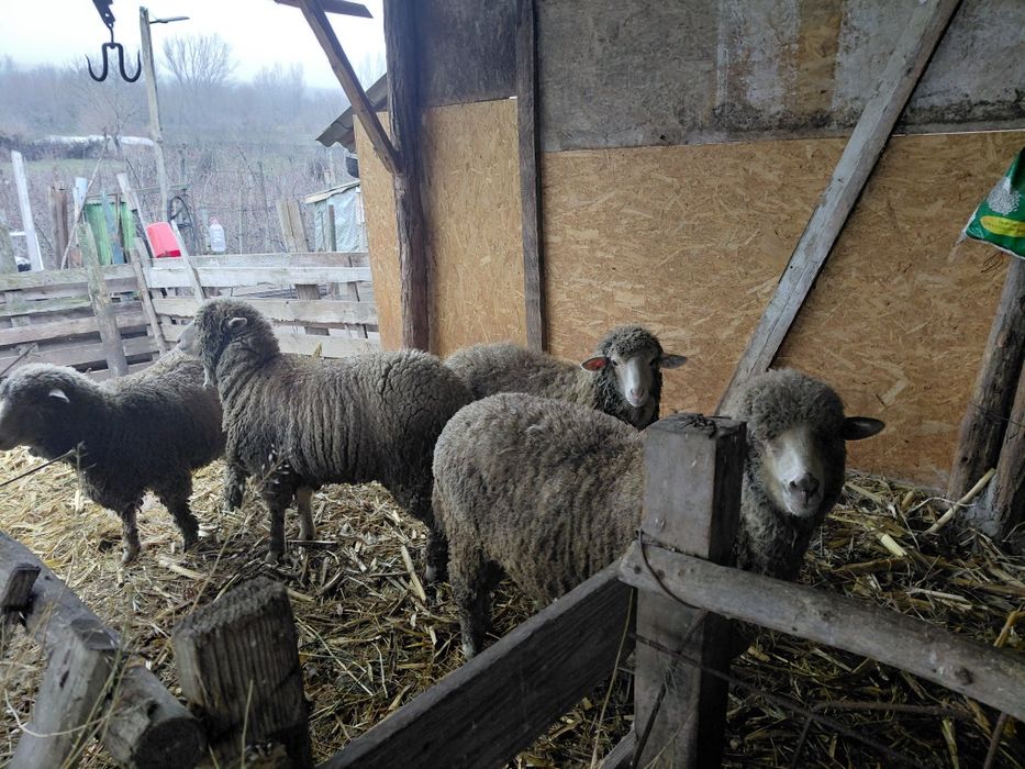Vând 4 oi la prima fătare!