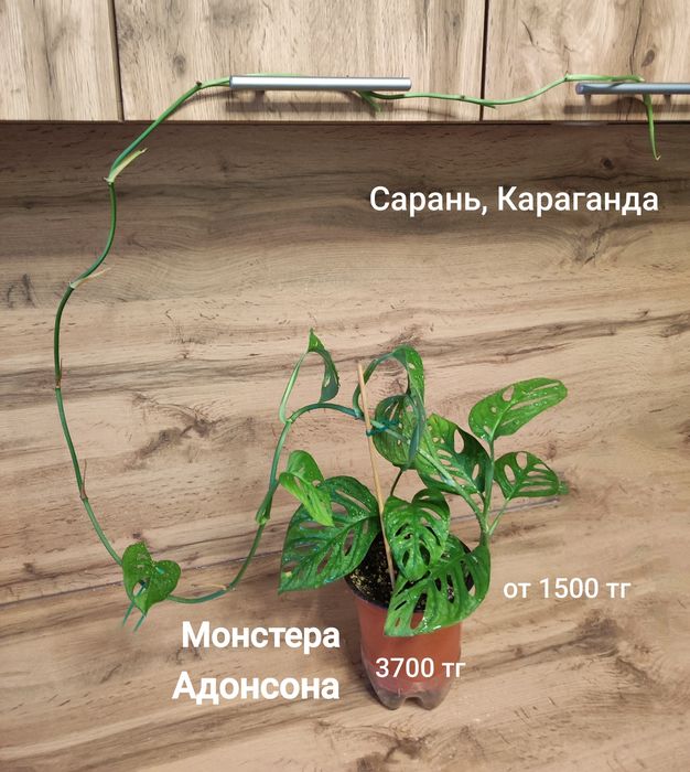 Стробилантес,Жасмин, Тилландсия, Монстера,Калла
