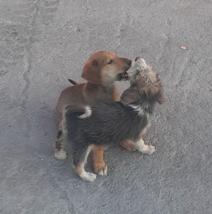 Щенки в хорошие и добрые руки.