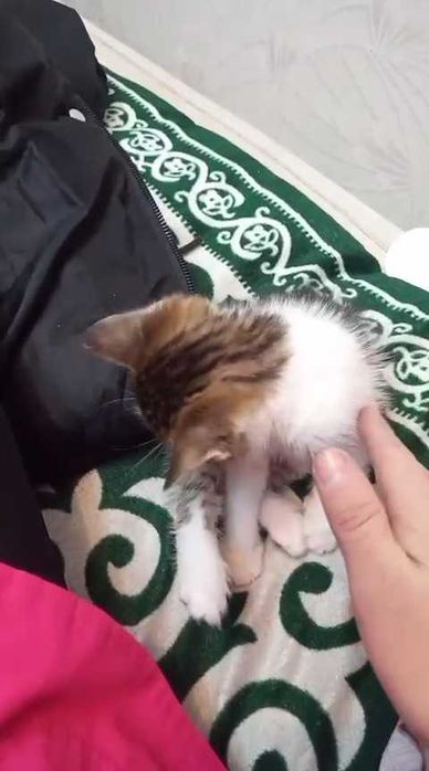 Ищем дом котенку