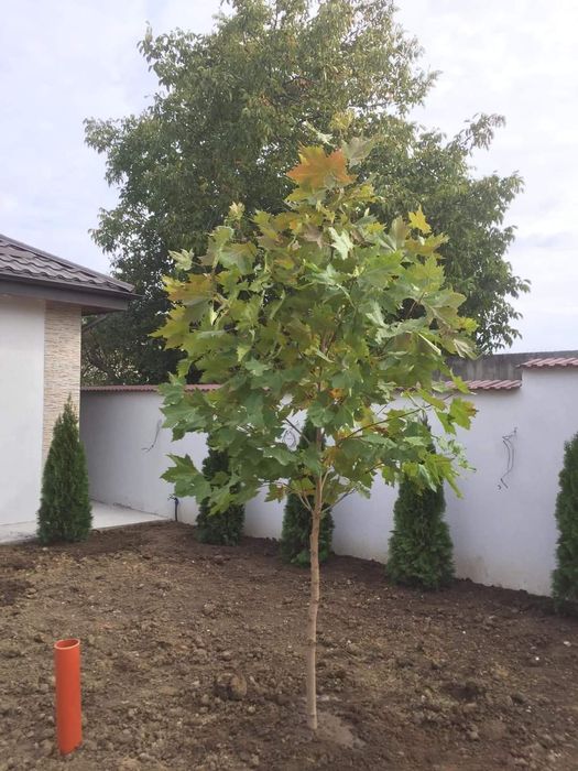 Plante ornamentale brazi normandieni arginti mesteacăn tei platani fra