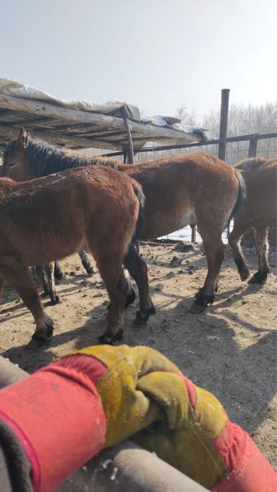 Айгырлар сатылады 5 жасар