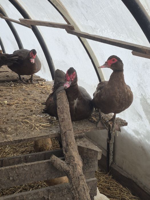 Продам племенных селезней индоуток