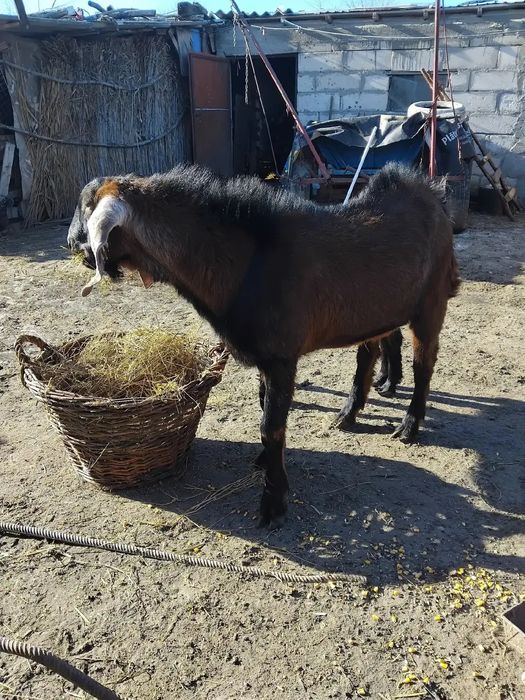 Țap anglonubian de vânzare