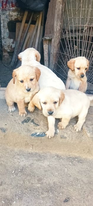 Продается шинки Лабрадор  Кучук болалри сотлпти