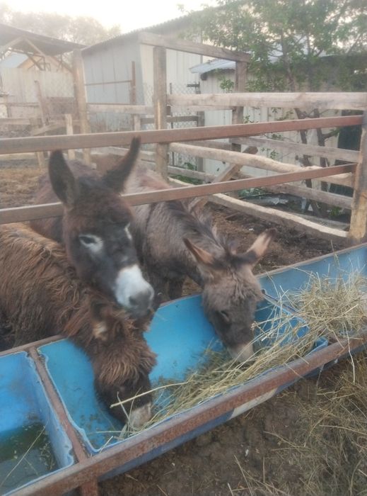 Ослы  3 1 самка 1 самец 1самка