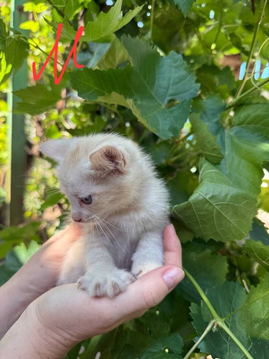 Продам котят в добрые руки