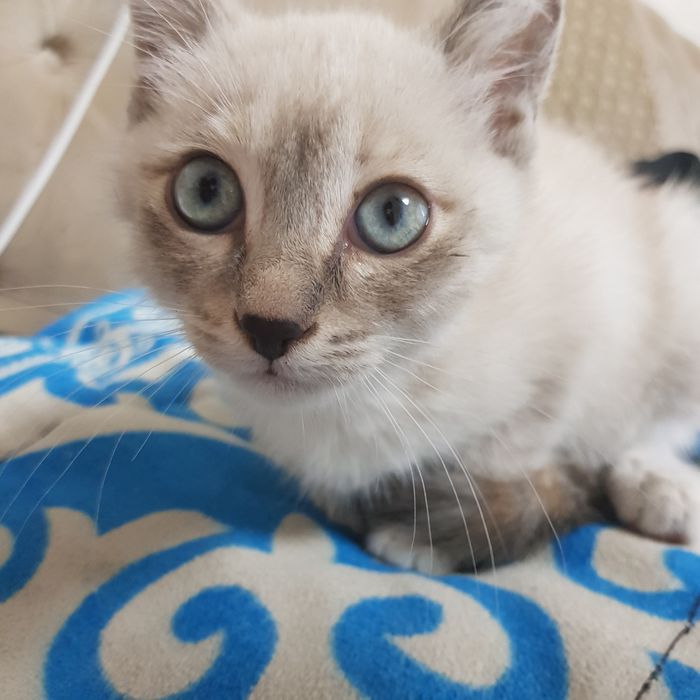Отдам котенка девочка