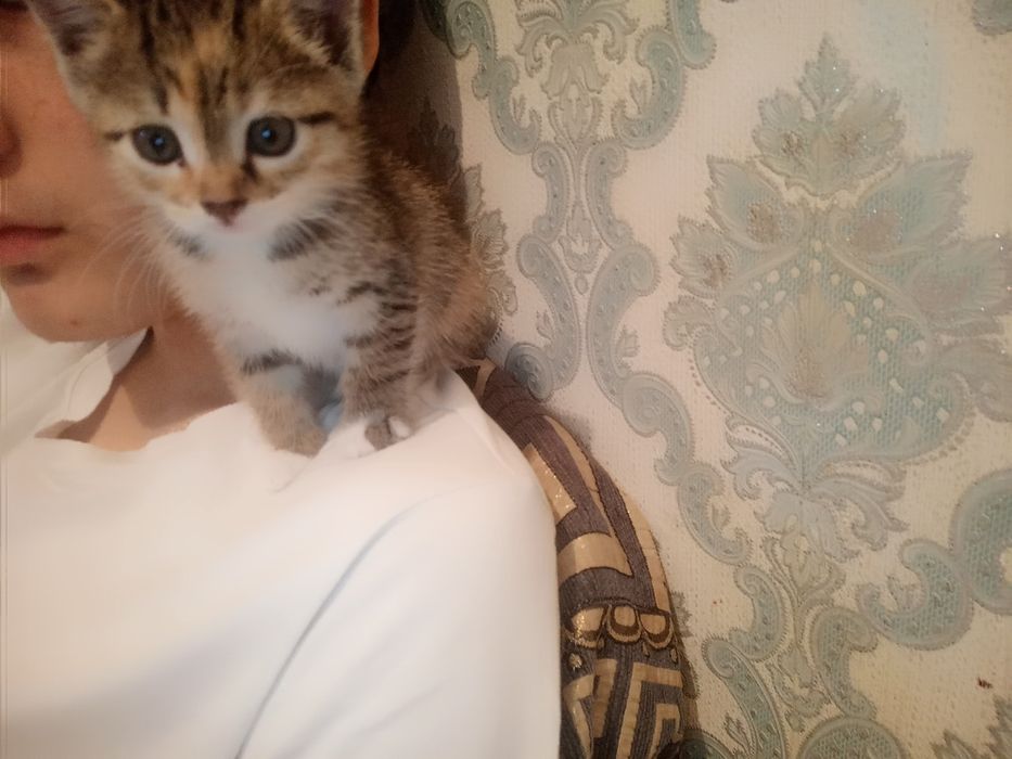 Котенок 1,5месяца бесплатно
