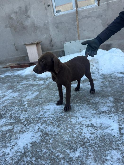 Продаётся щенок дратхара