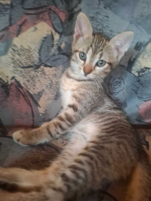 Pisoiasi pt adoptie
