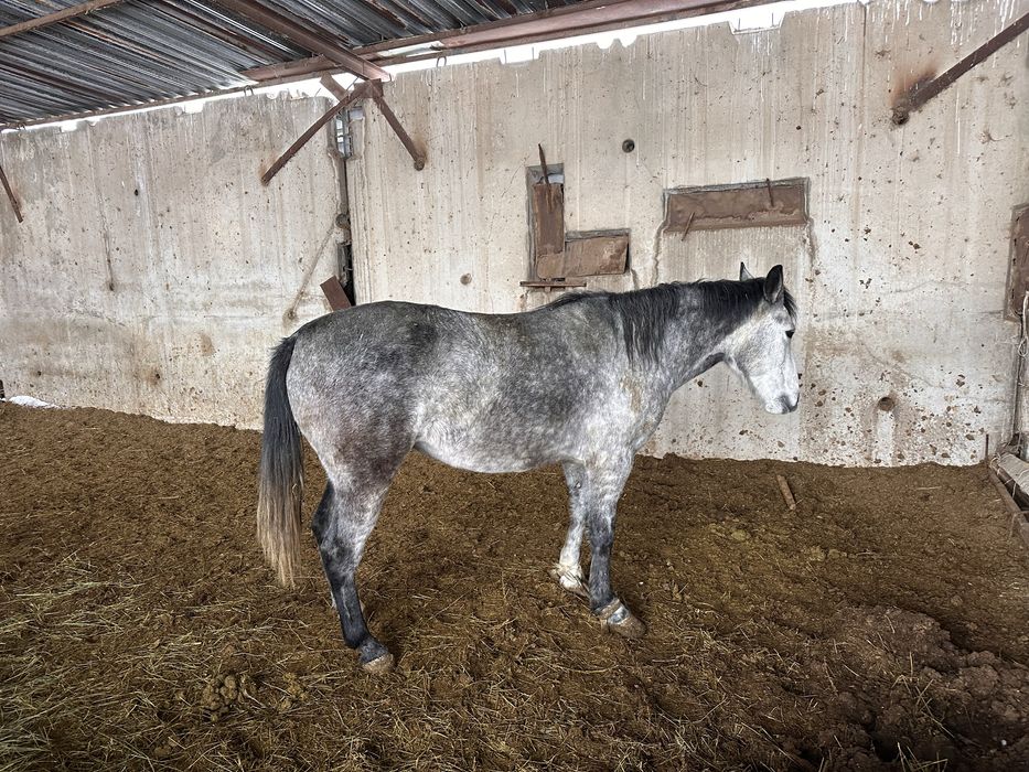 Байланған бие сатылады.