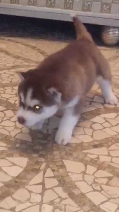 Девочка хаски шоколадная голубоглазая