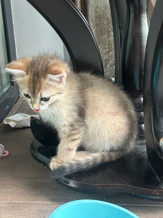 Отдам котенка в добрые руки