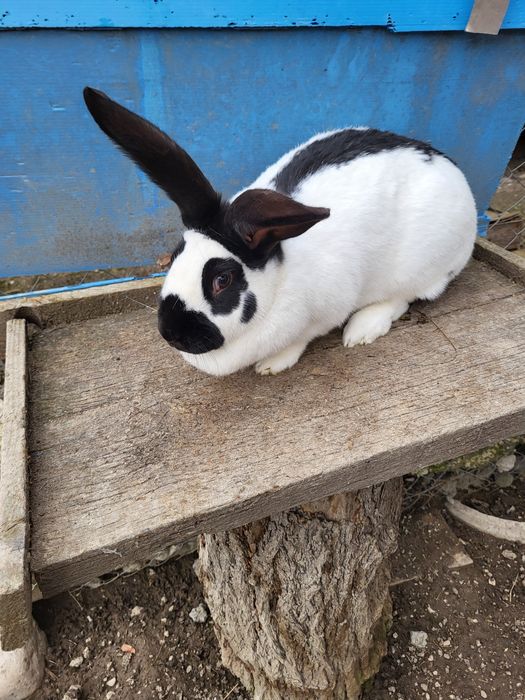 Iepuroaică fluture german