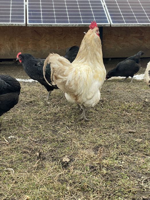 Cocos Australorp Alb de 11 luni
