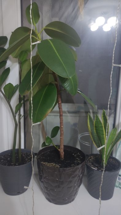 Фикус каучуконосный
Растение