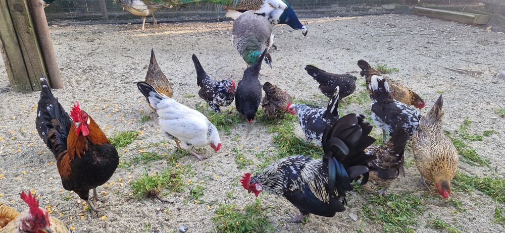 Gainuse pitice tineret 2025