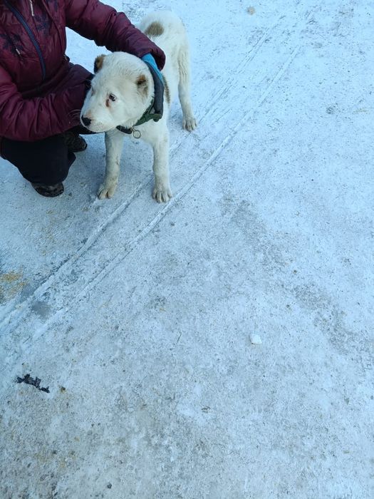 Продам Щенка алабай