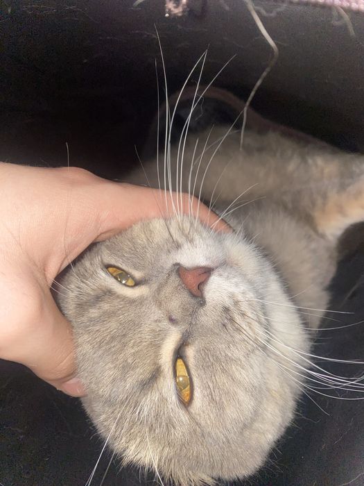 Отдам кота в добрые руки