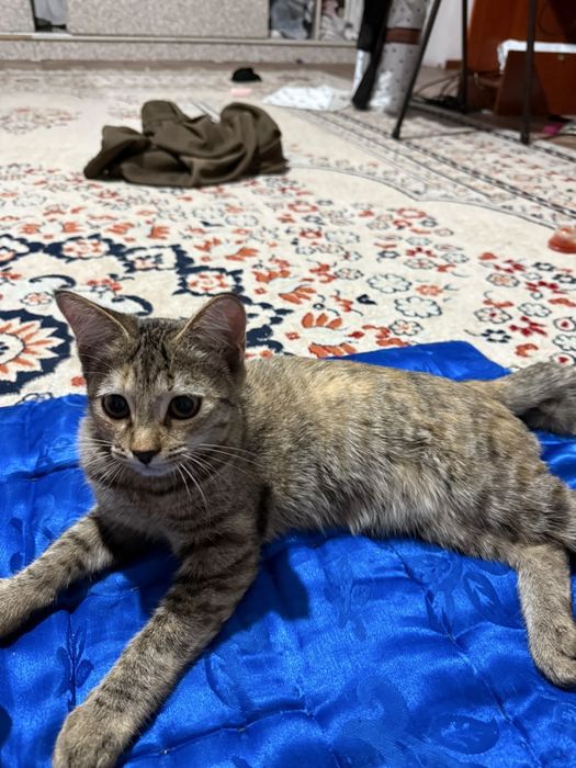 Котенки белая и шоколадная