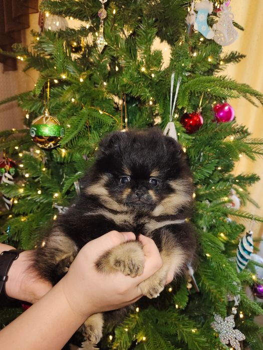 Щенок померанского шпица