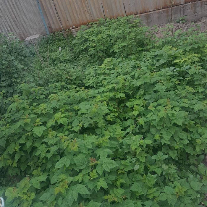 Продам малины. Свежие  с огорода