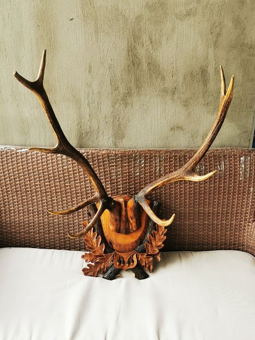 Trofeu Coarne Cerb Carpatin