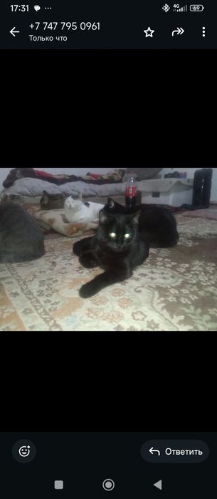 Кушік , мысық, марғаулар бар тегін