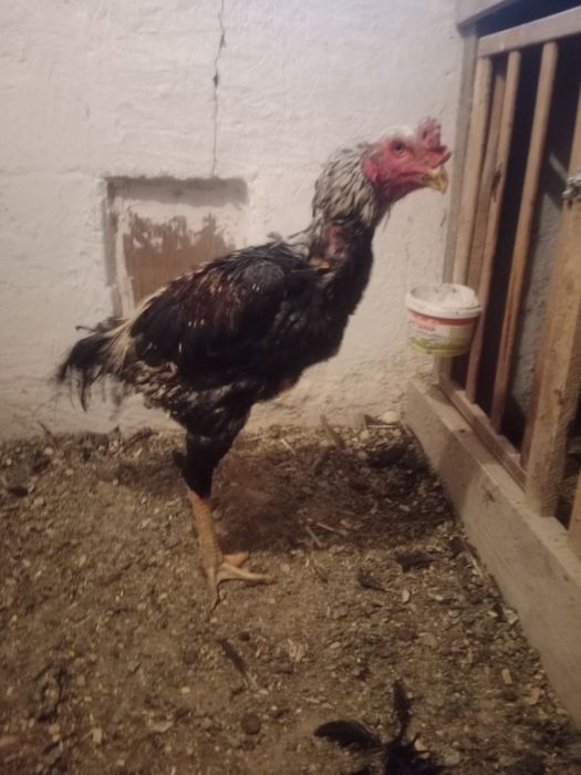 Куры.  Даканы ...