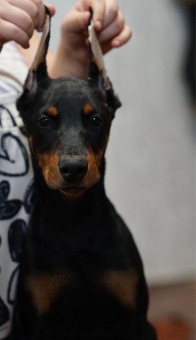 Продам щенков добермана